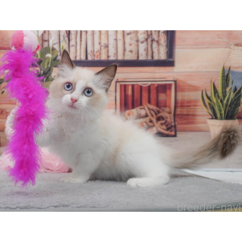 販売中の東京都のラグドール-139766の6枚目