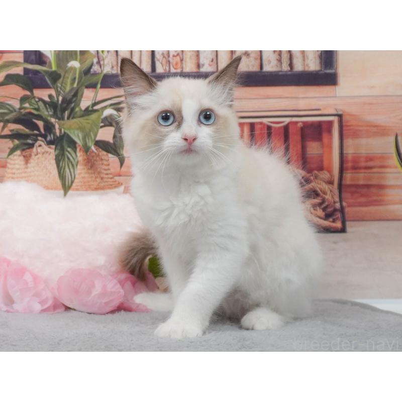 販売中の東京都のラグドール-139766の5枚目