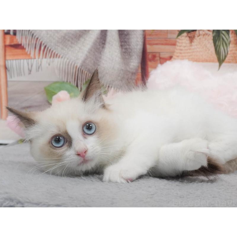 販売中の東京都のラグドール-139766の4枚目