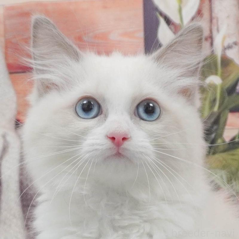 販売中の東京都のラグドール-139764の1枚目