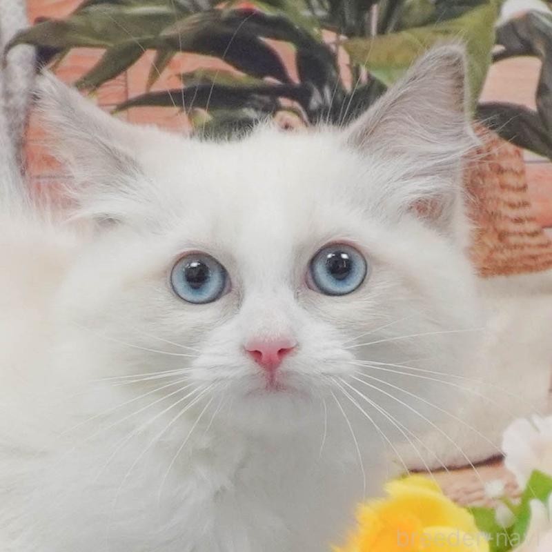 販売中の東京都のラグドール-139764の8枚目