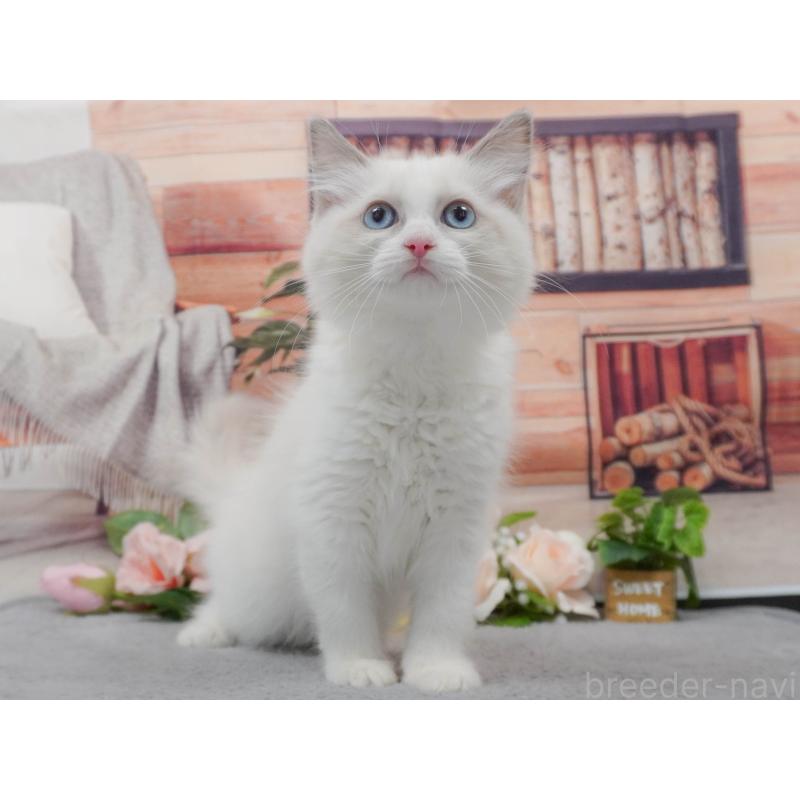 販売中の東京都のラグドール-139764の7枚目