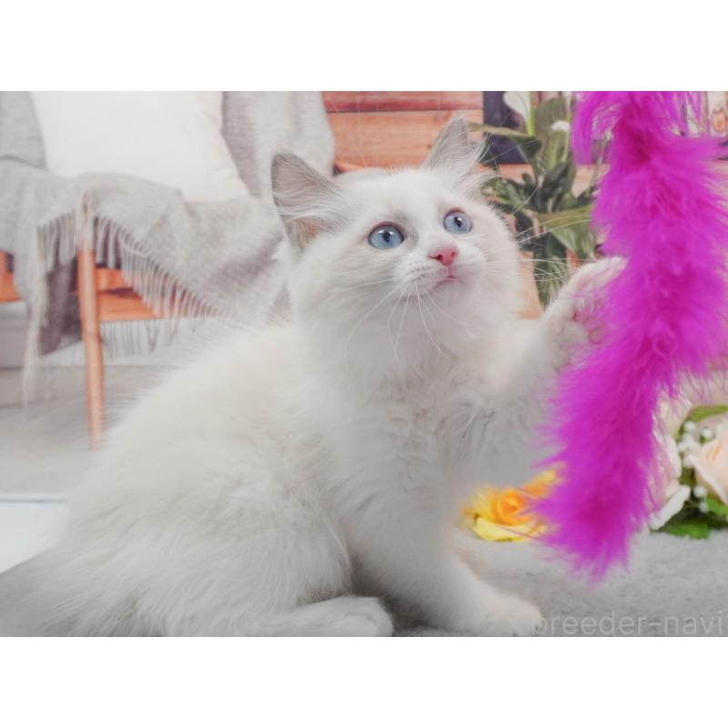 販売中の東京都のラグドール-139764の6枚目