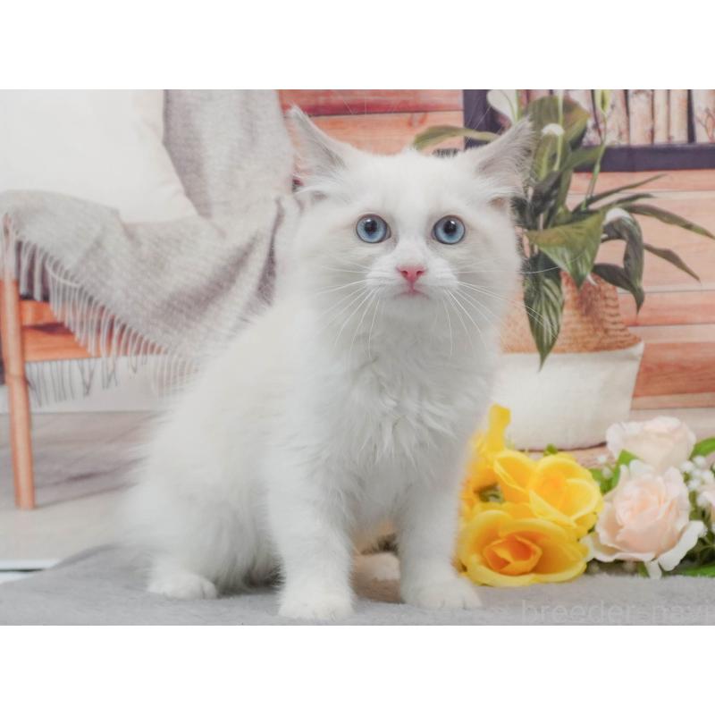 販売中の東京都のラグドール-139764の5枚目