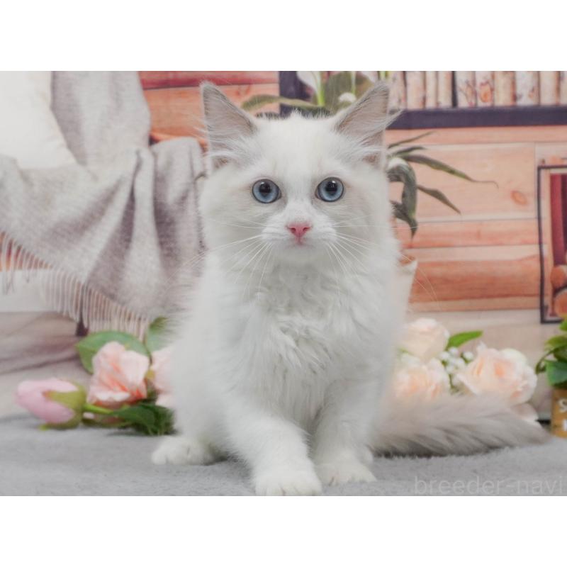 販売中の東京都のラグドール-139764の4枚目