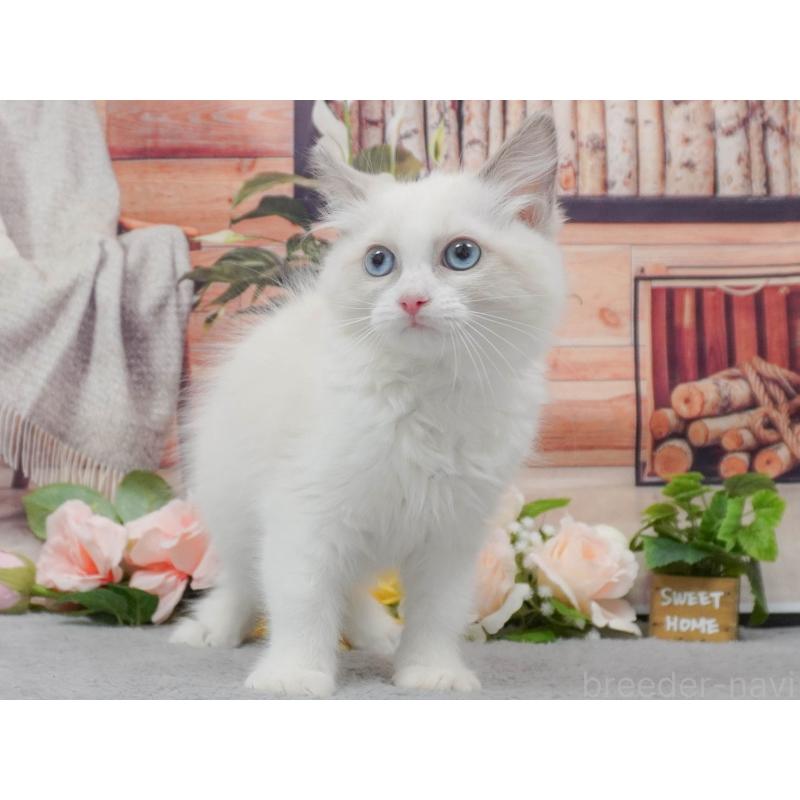 販売中の東京都のラグドール-139764の3枚目