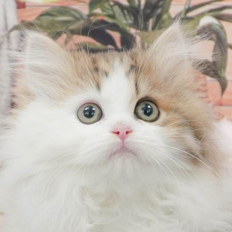 販売中ののミヌエット-139760