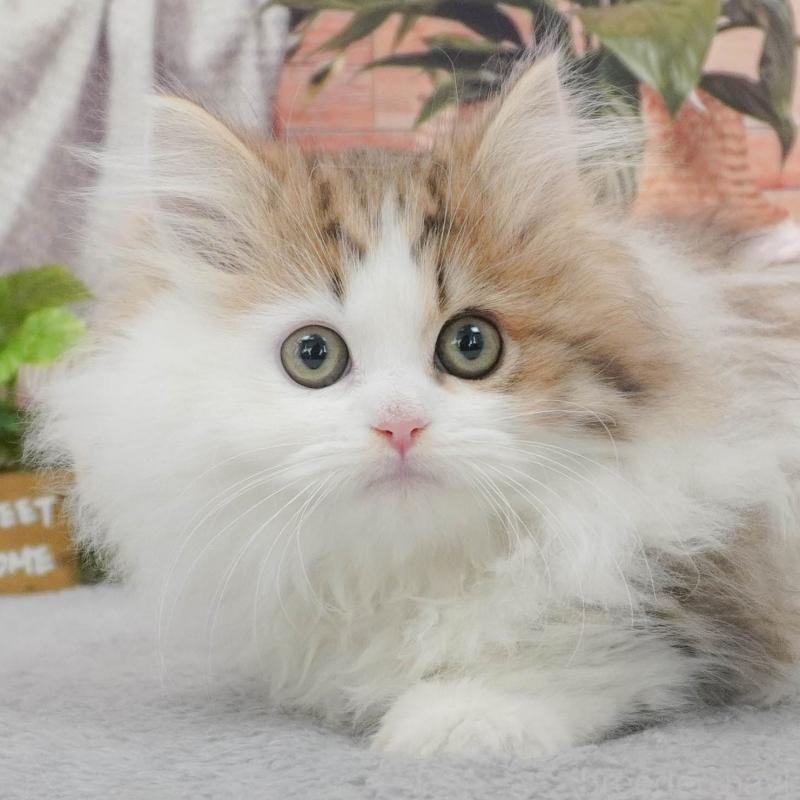 販売中の東京都のミヌエット-139760の8枚目