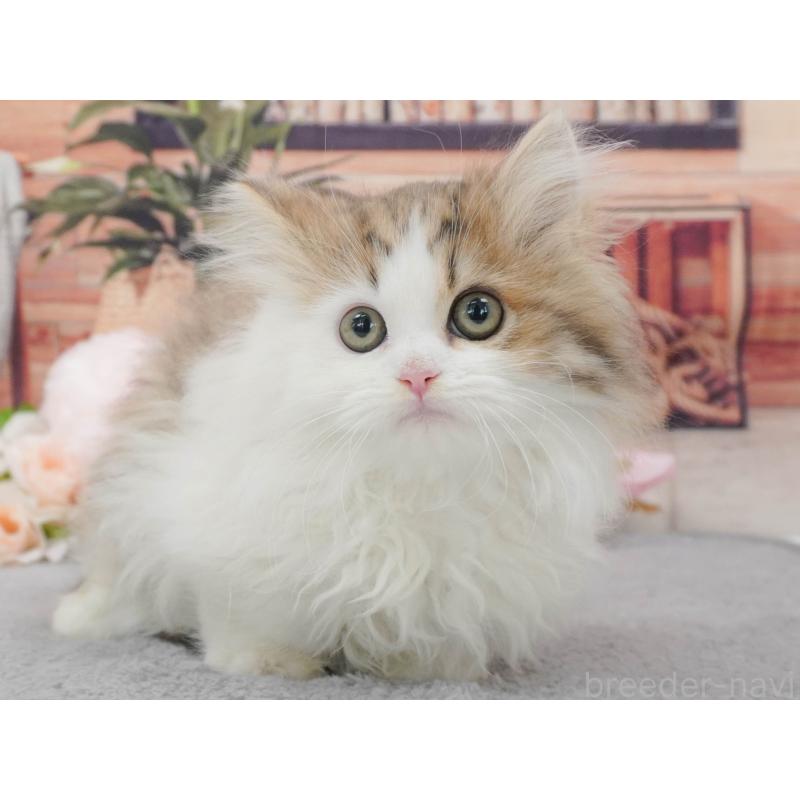 販売中の東京都のミヌエット-139760の7枚目