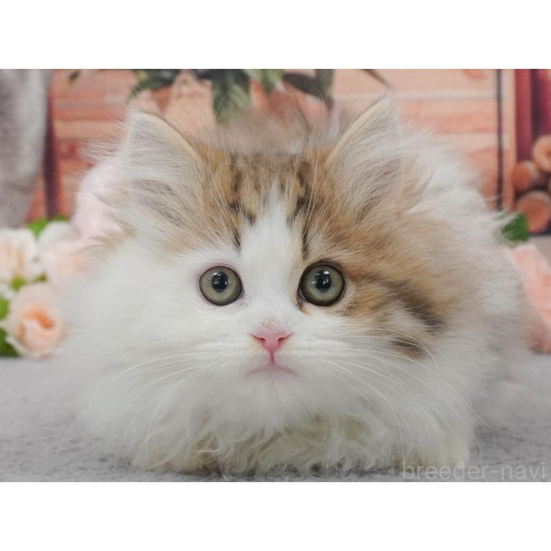 販売中の東京都のミヌエット-139760の6枚目