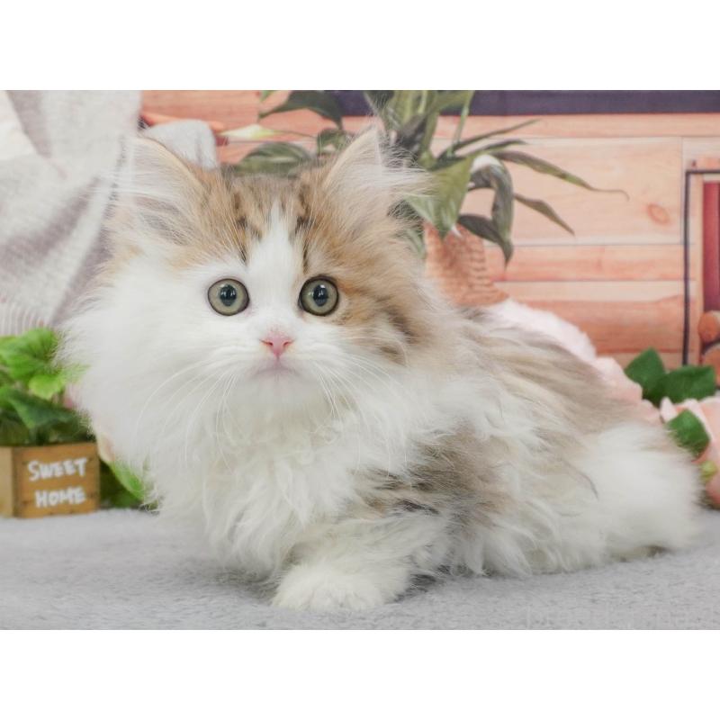 販売中の東京都のミヌエット-139760の5枚目