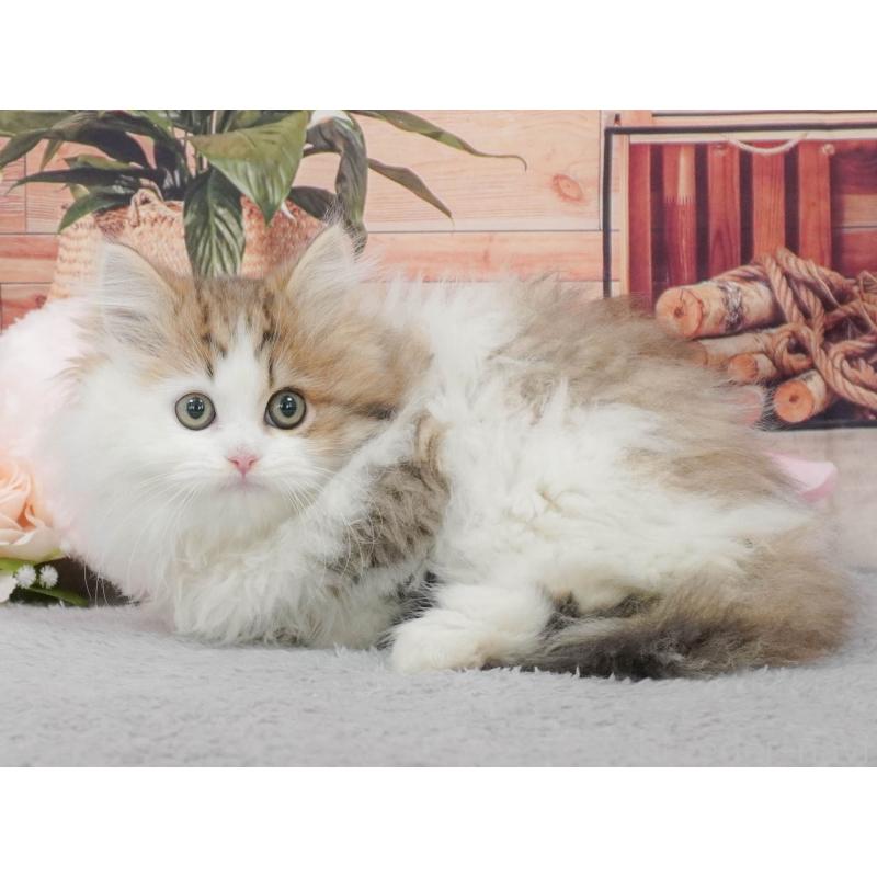 販売中の東京都のミヌエット-139760の4枚目