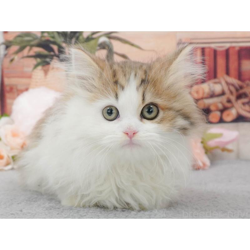 販売中の東京都のミヌエット-139760の3枚目