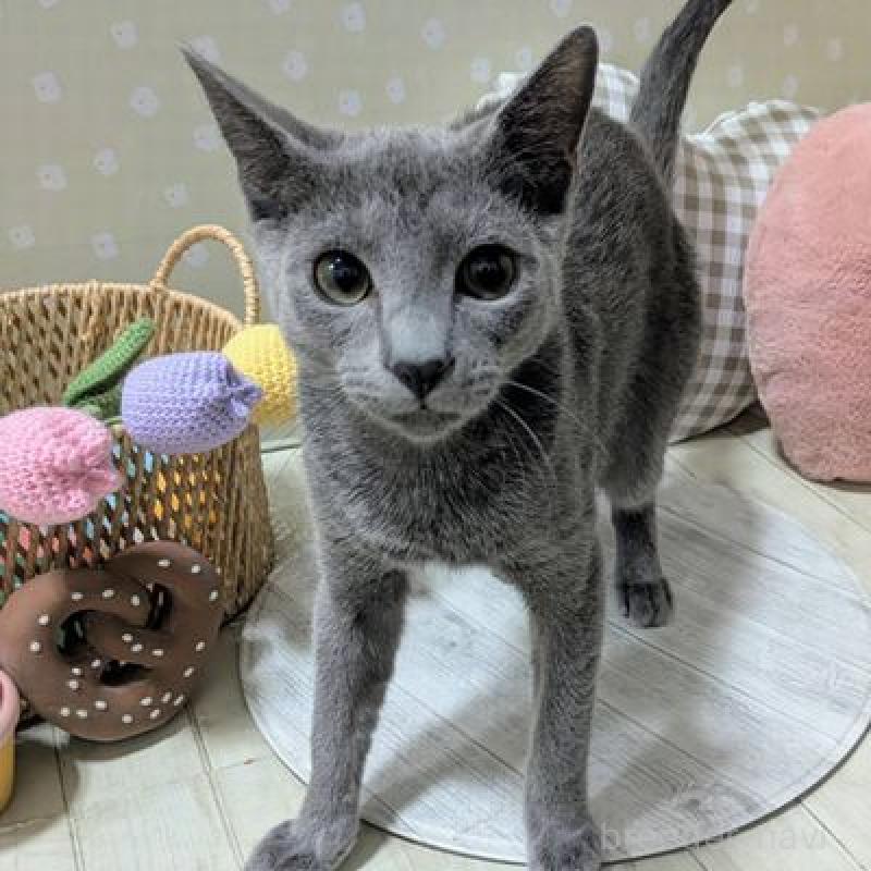 販売中の北海道のロシアンブルー-131429