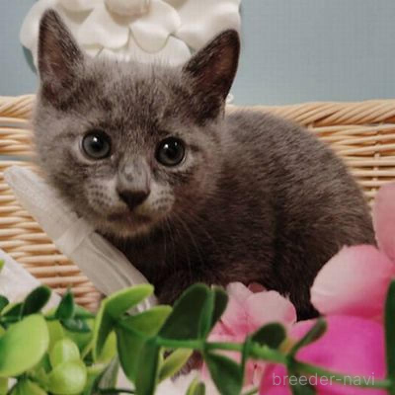 販売中の北海道のロシアンブルー-131429の2枚目