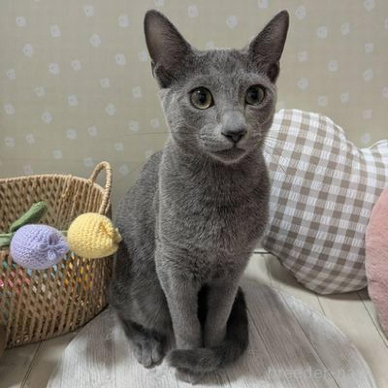 販売中の北海道のロシアンブルー-132926