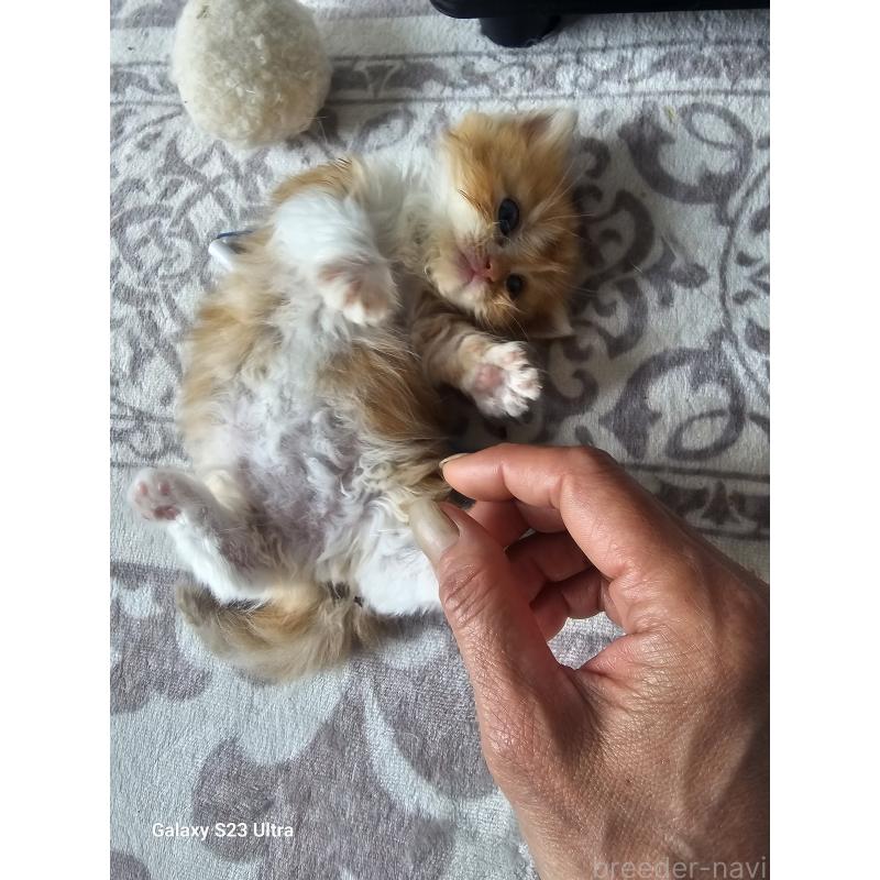 販売中の福岡県のマンチカン(短足)-139718の5枚目