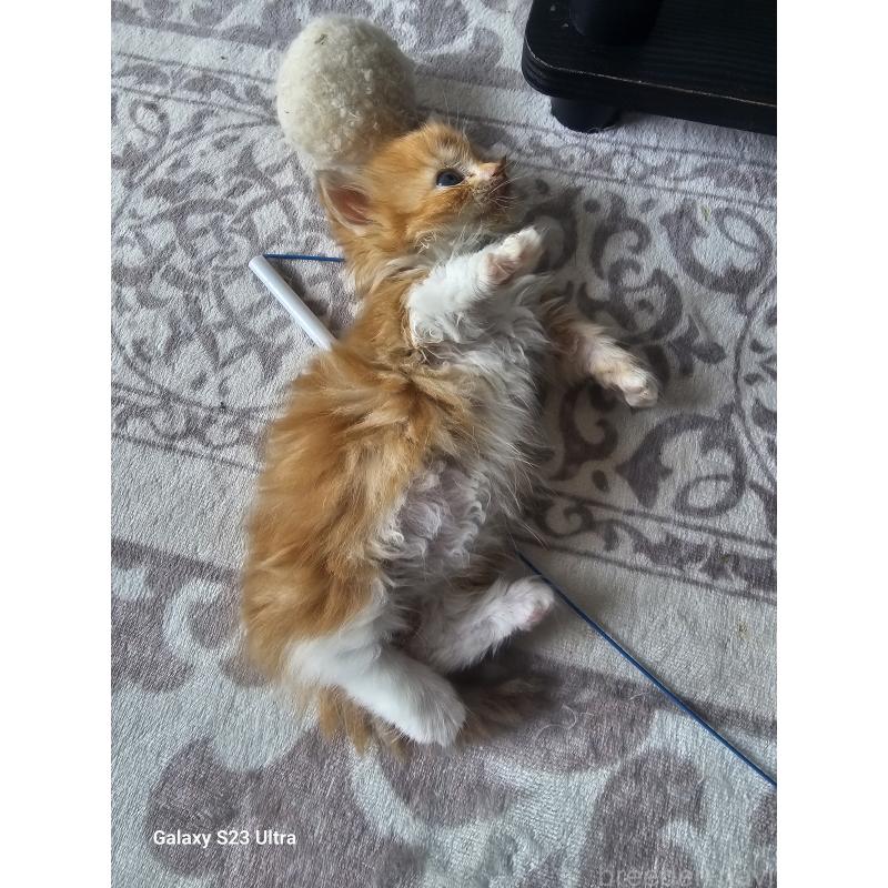 販売中の福岡県のマンチカン(短足)-139718の4枚目