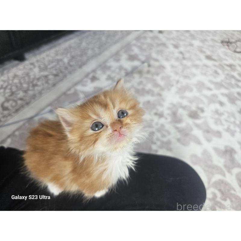 販売中の福岡県のマンチカン(短足)-139718の2枚目