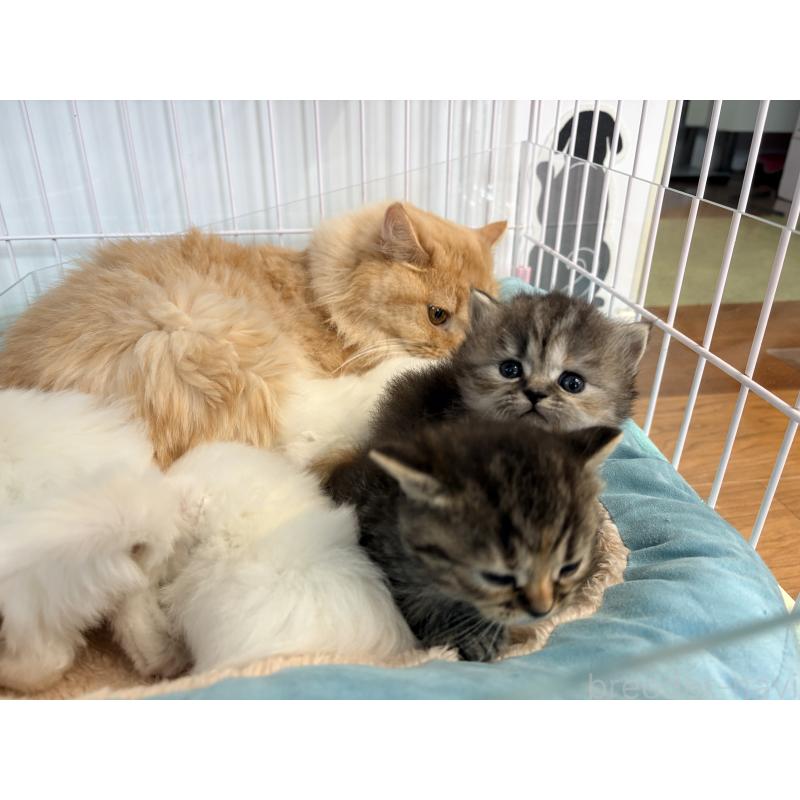 販売中の千葉県のミヌエット-139274