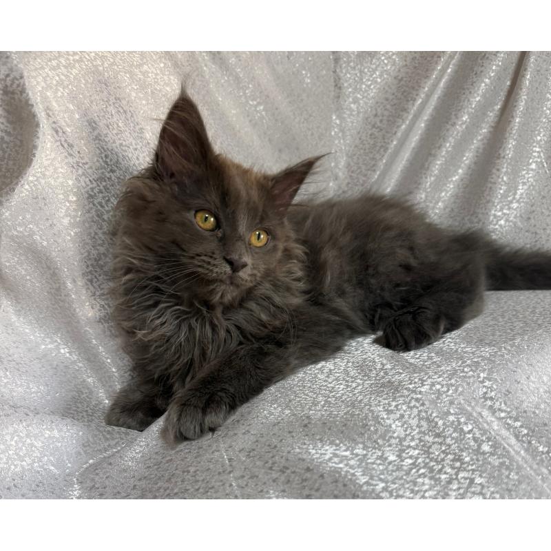 販売中の福岡県のメインクーン-137889