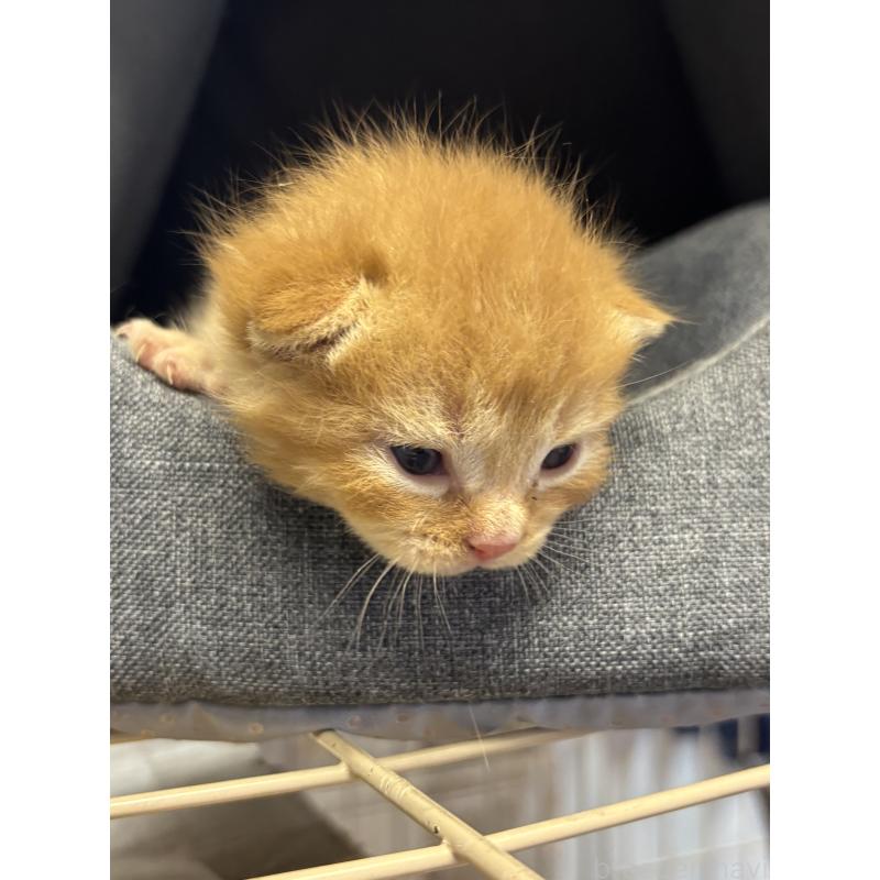 販売中の千葉県のブリティッシュショートヘア-139989の4枚目