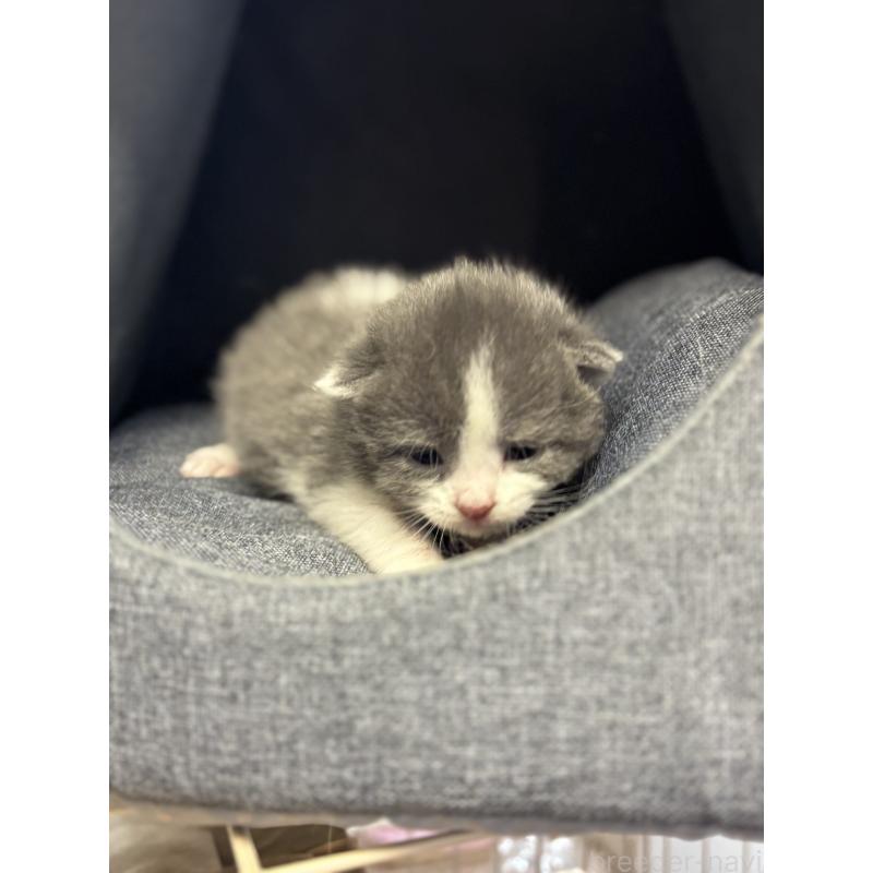 販売中の千葉県のブリティッシュショートヘア-139986の5枚目