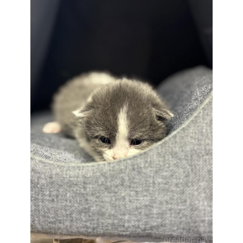 販売中の千葉県のブリティッシュショートヘア-139986の4枚目