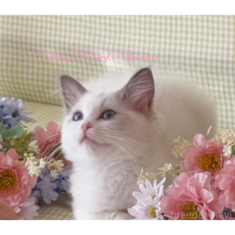 商談中の神奈川県のラグドール-137285の6枚目