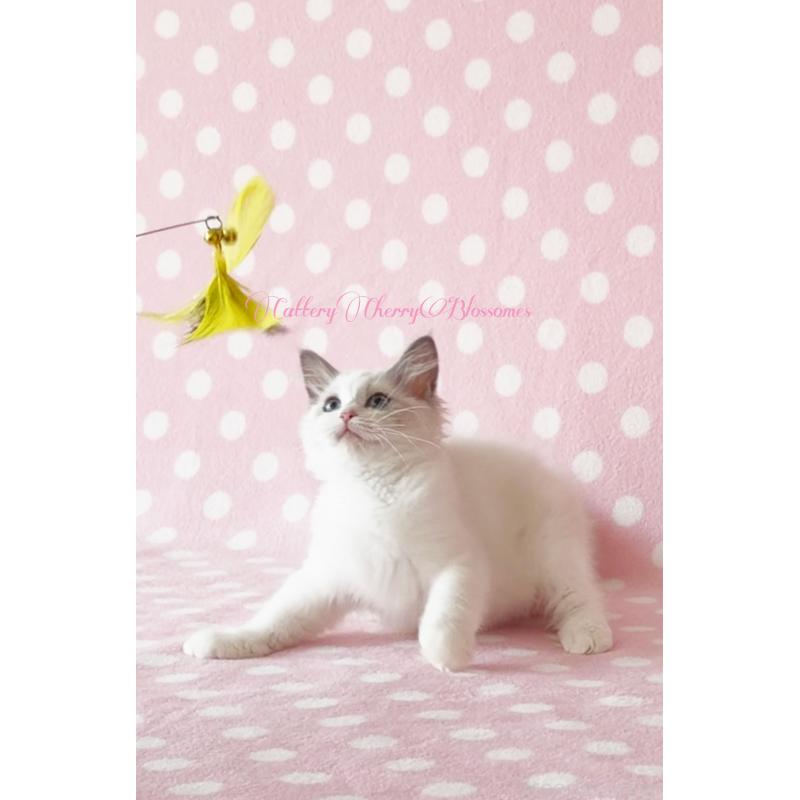 商談中の神奈川県のラグドール-137285の5枚目