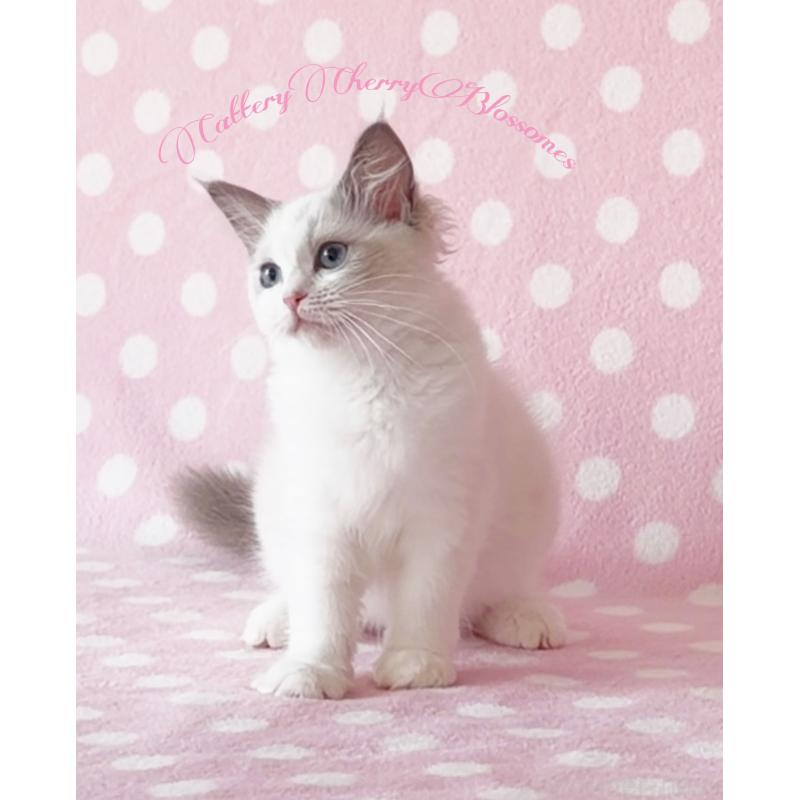 商談中の神奈川県のラグドール-137285の4枚目