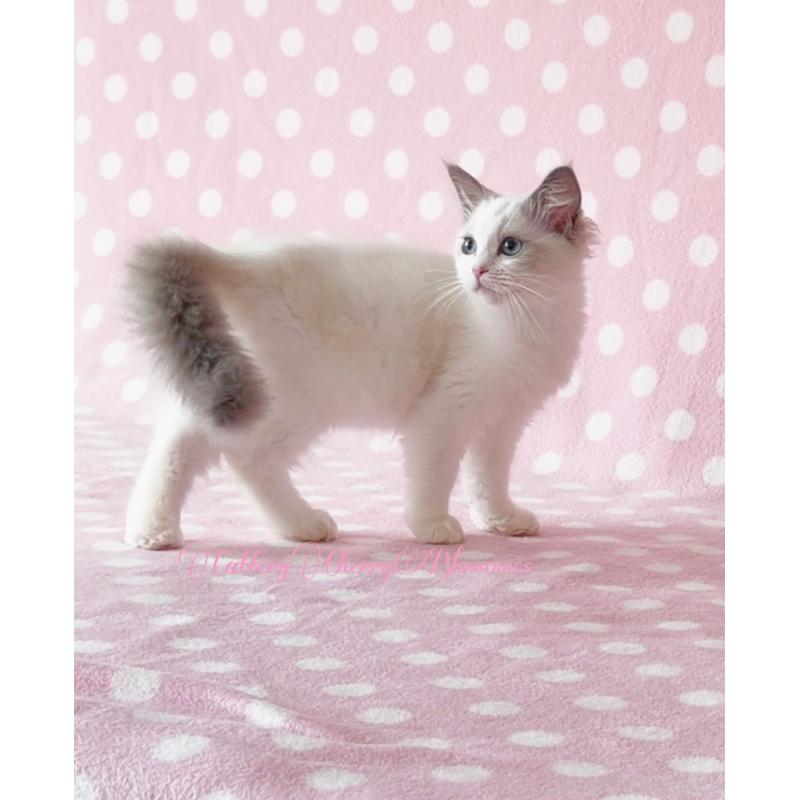 商談中の神奈川県のラグドール-137285の3枚目