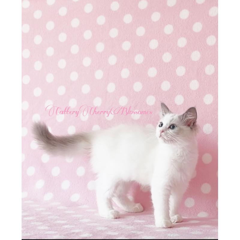 商談中の神奈川県のラグドール-137285の2枚目