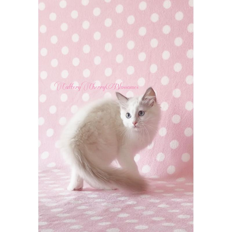 販売中の神奈川県のラグドール-137287の6枚目