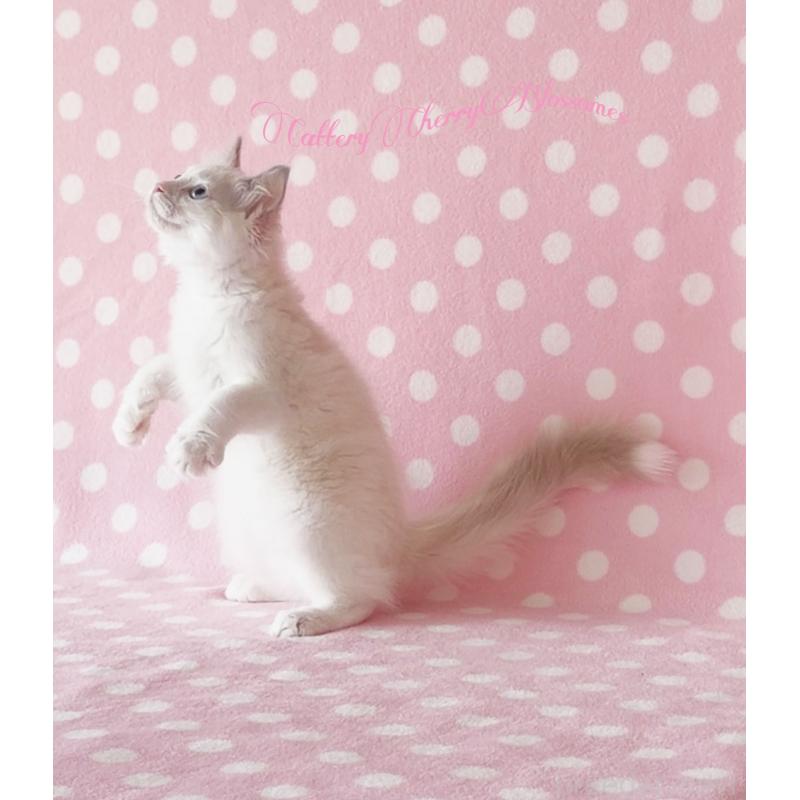 販売中の神奈川県のラグドール-137287の5枚目