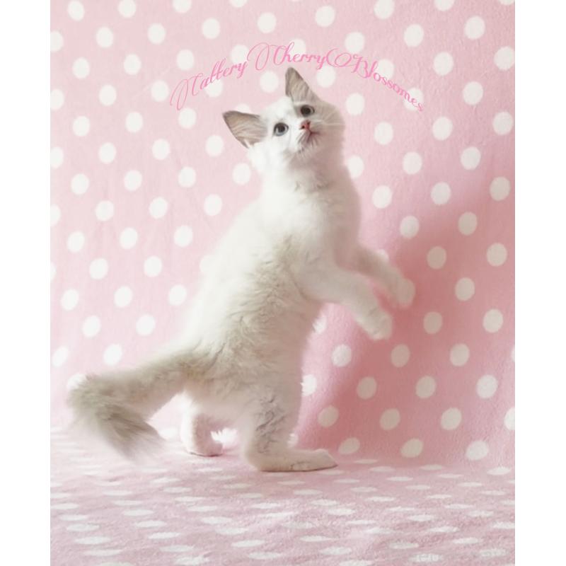 販売中の神奈川県のラグドール-137287の4枚目