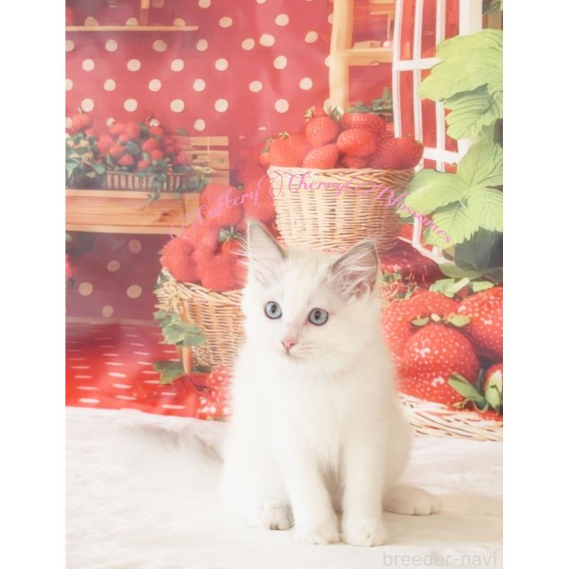 販売中の神奈川県のラグドール-137287の3枚目