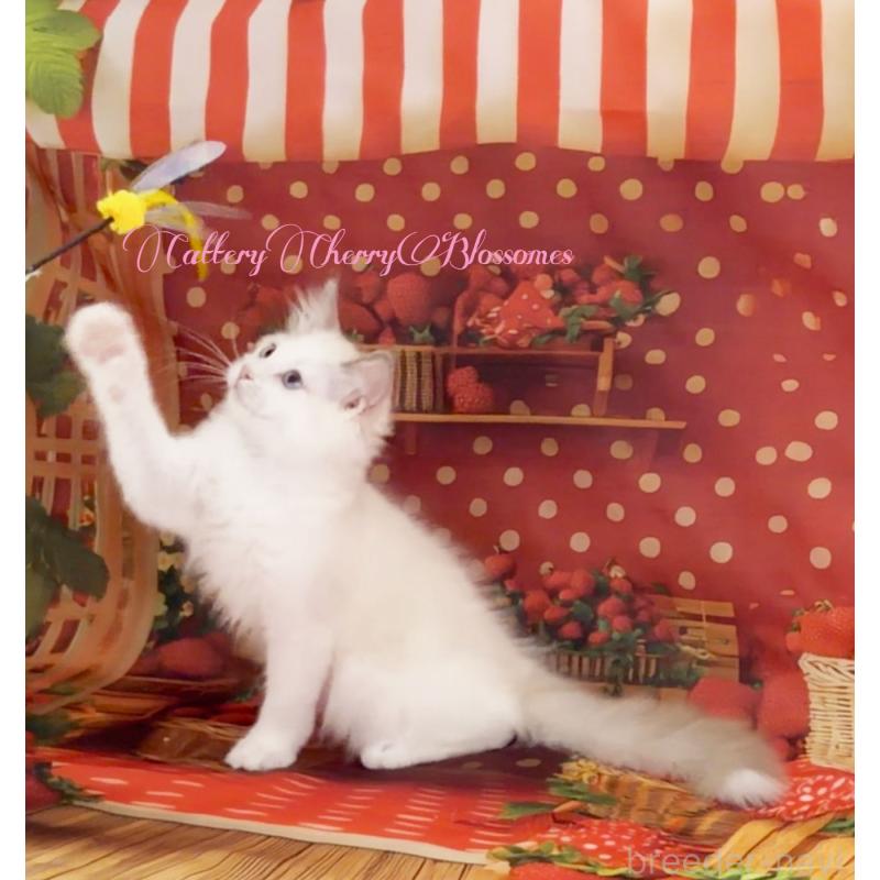 販売中の神奈川県のラグドール-137287の2枚目