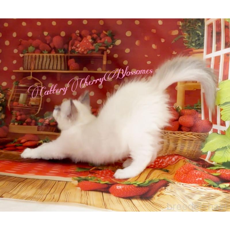 商談中の神奈川県のラグドール-137364の6枚目