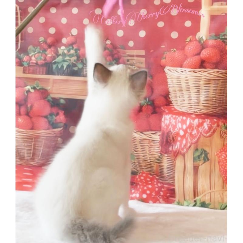 商談中の神奈川県のラグドール-137364の5枚目