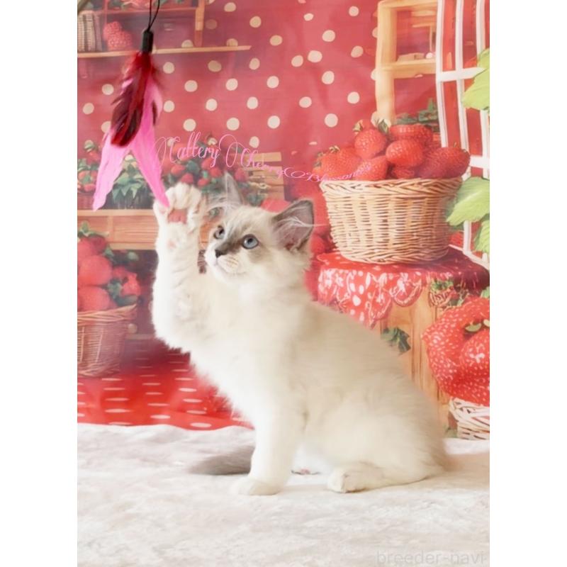 商談中の神奈川県のラグドール-137364の4枚目