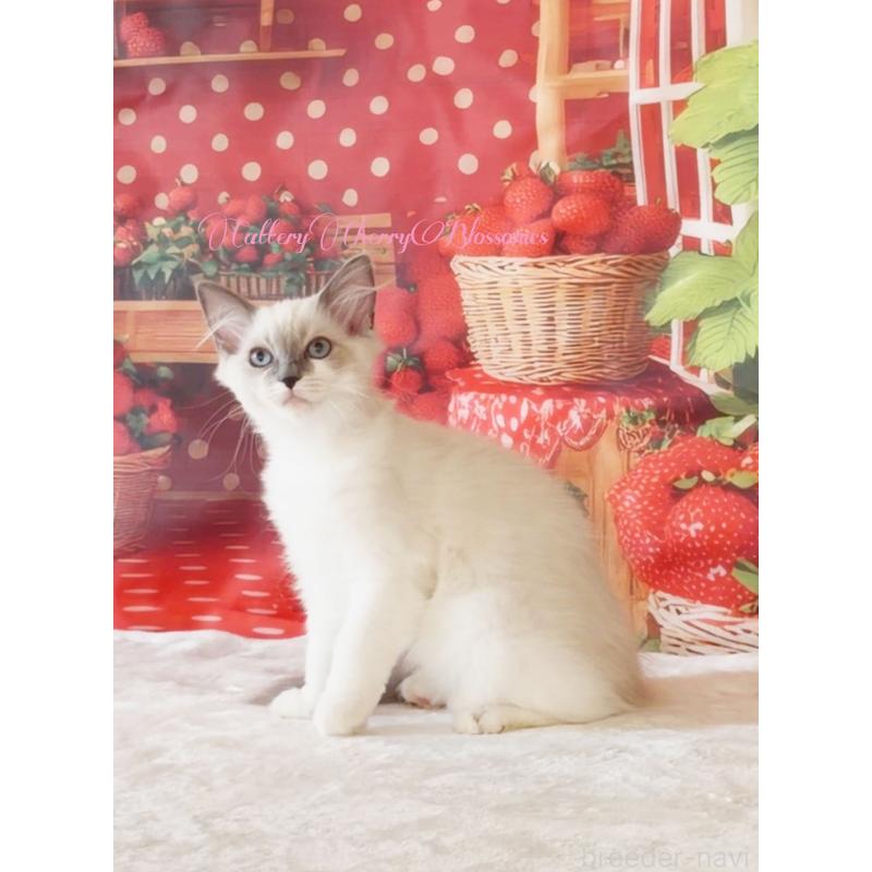 商談中の神奈川県のラグドール-137364の3枚目