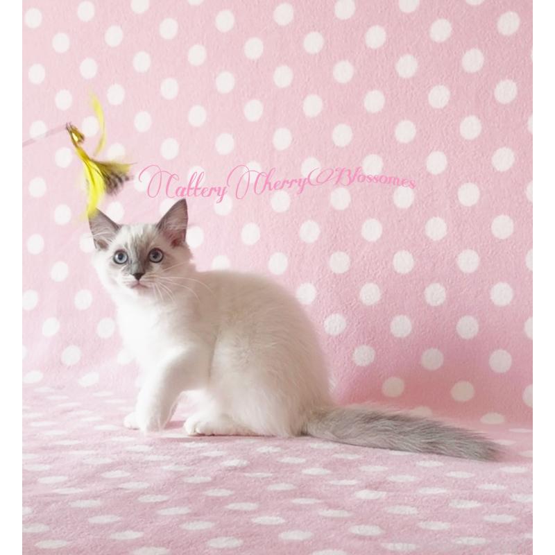 商談中の神奈川県のラグドール-137364の2枚目