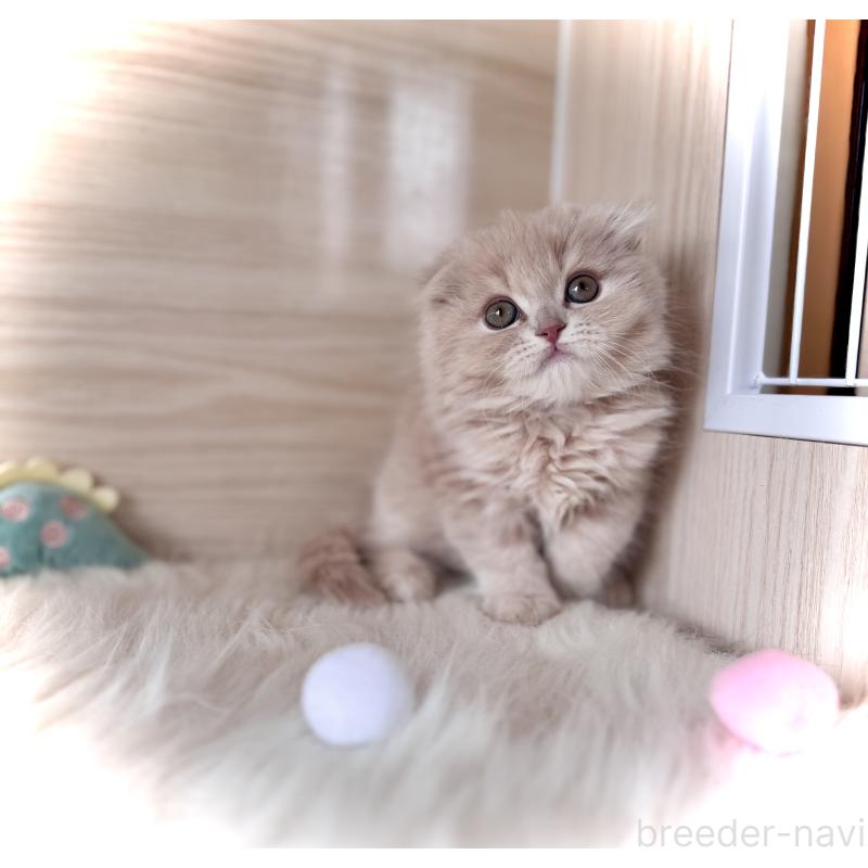 販売中の三重県のスコティッシュフォールド(折れ耳)-138092