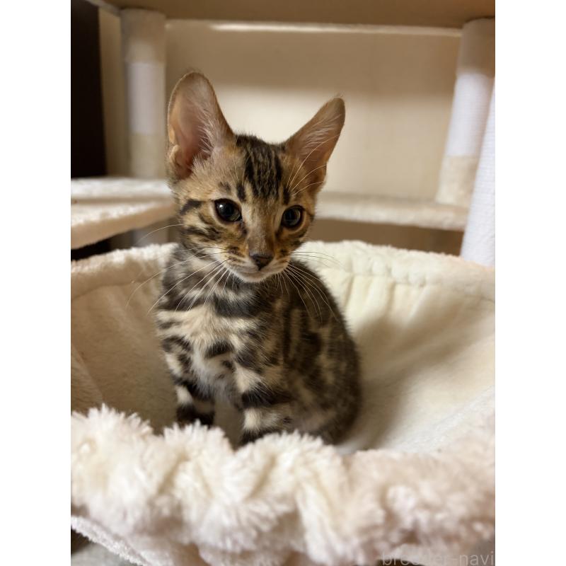 販売中の宮城県のベンガル-139719の4枚目