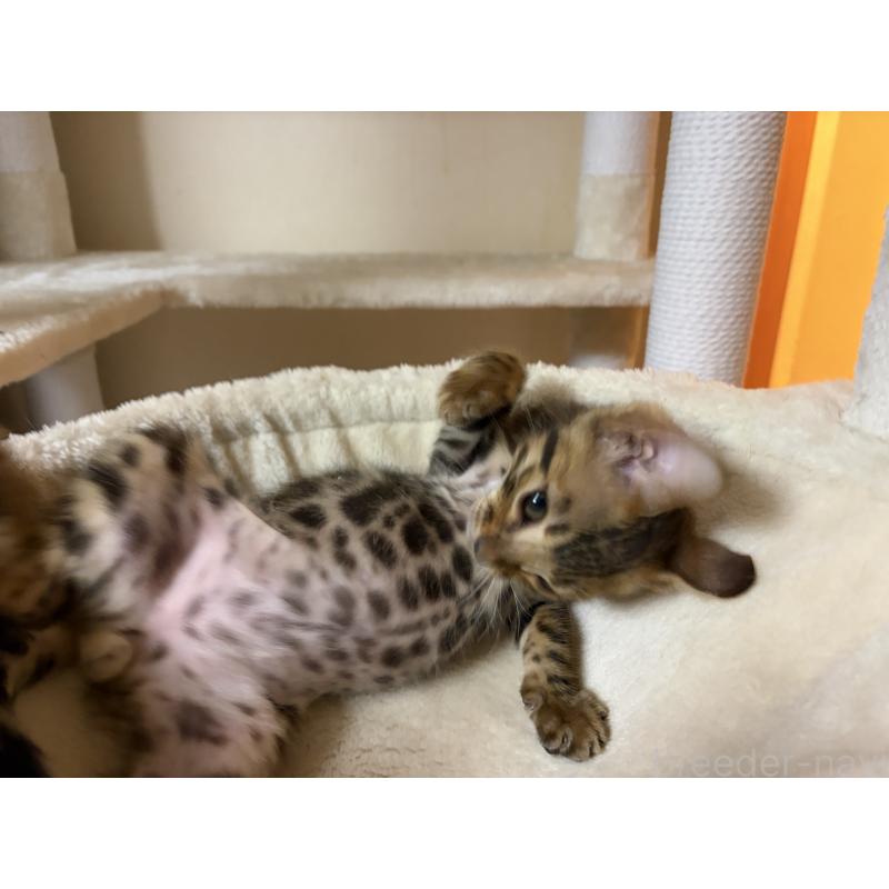 販売中の宮城県のベンガル-139719の3枚目