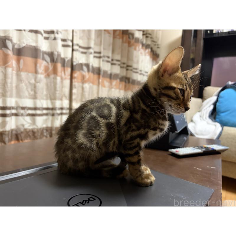 販売中の宮城県のベンガル-139719の2枚目