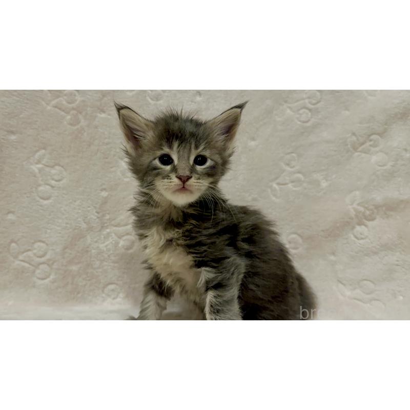 販売中の熊本県のメインクーン-138341