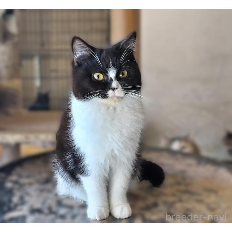 販売中の三重県のミックス-139710の3枚目