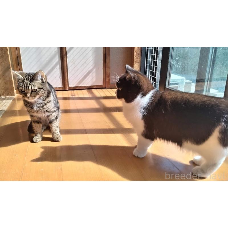 販売中の三重県のミックス-139710の2枚目